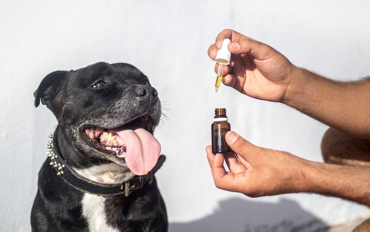 Buy Quality CBD Products for Dogs Online
