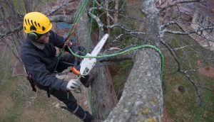 A Review on Costs of Tree Surgeons in the UK